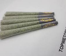 Tangerine G13 PURE HAZE JOINT 20 STUKS