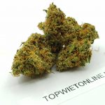 Orange Bud