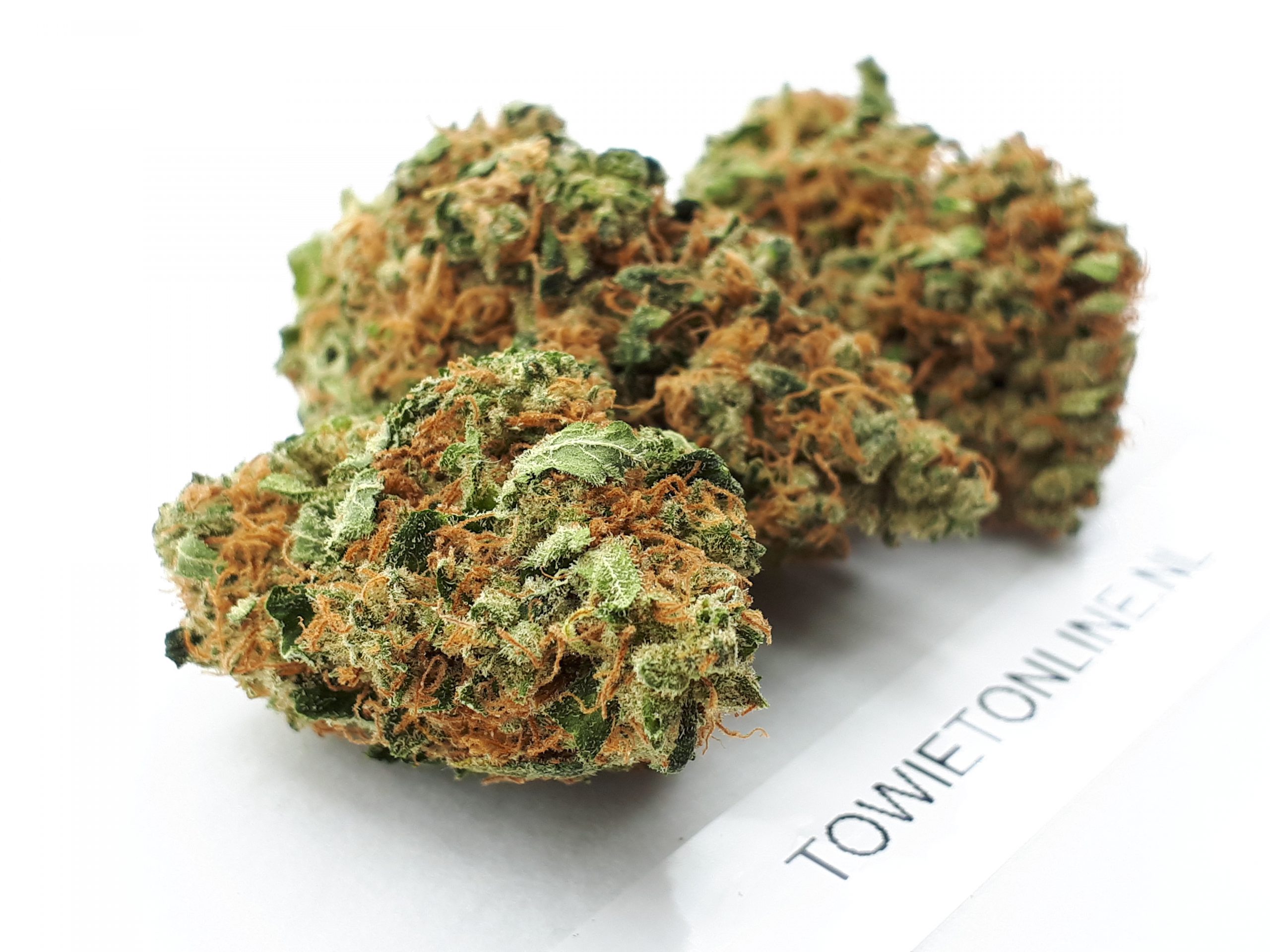 Blue Widow - Afbeelding 2