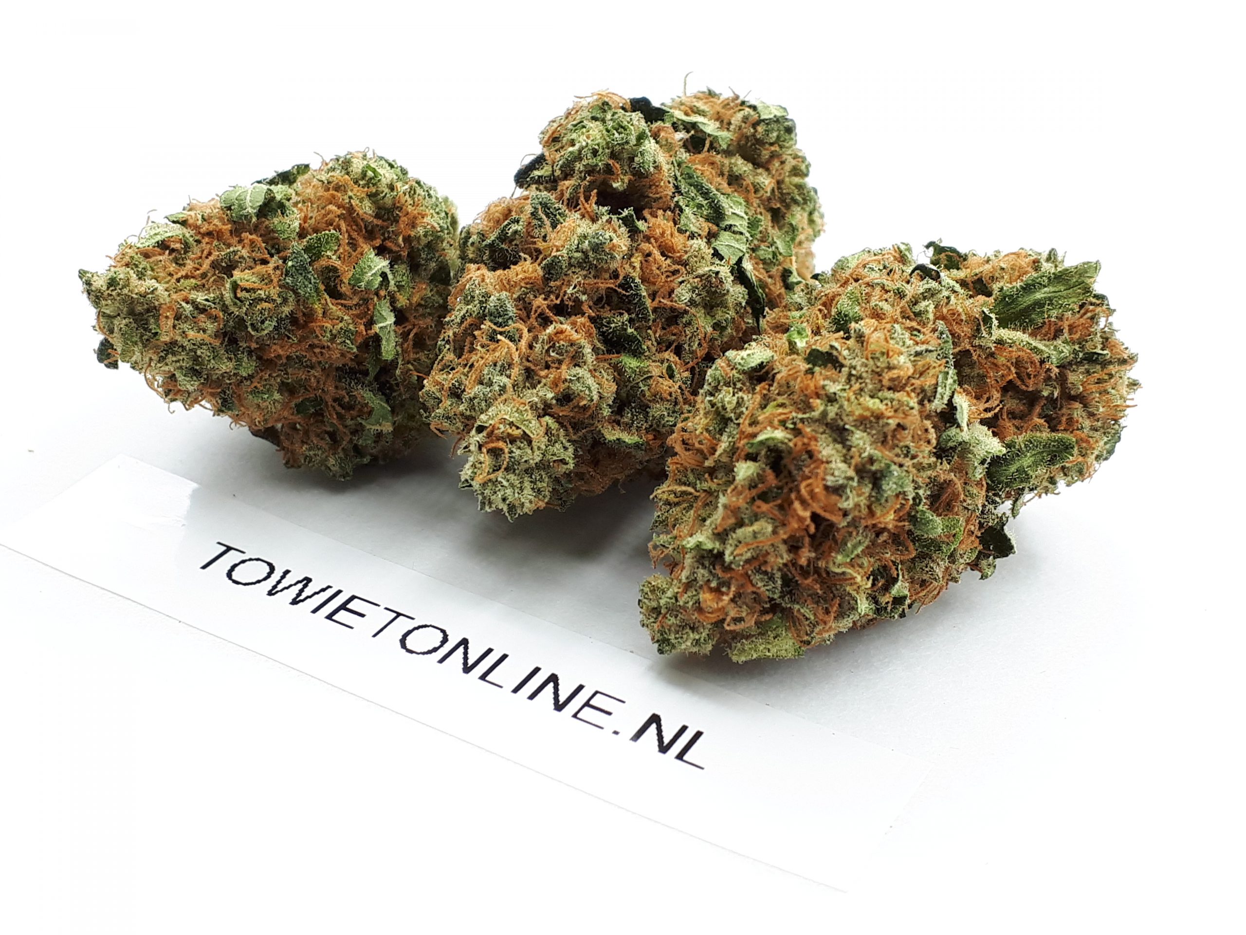 Blue Widow - Afbeelding 3