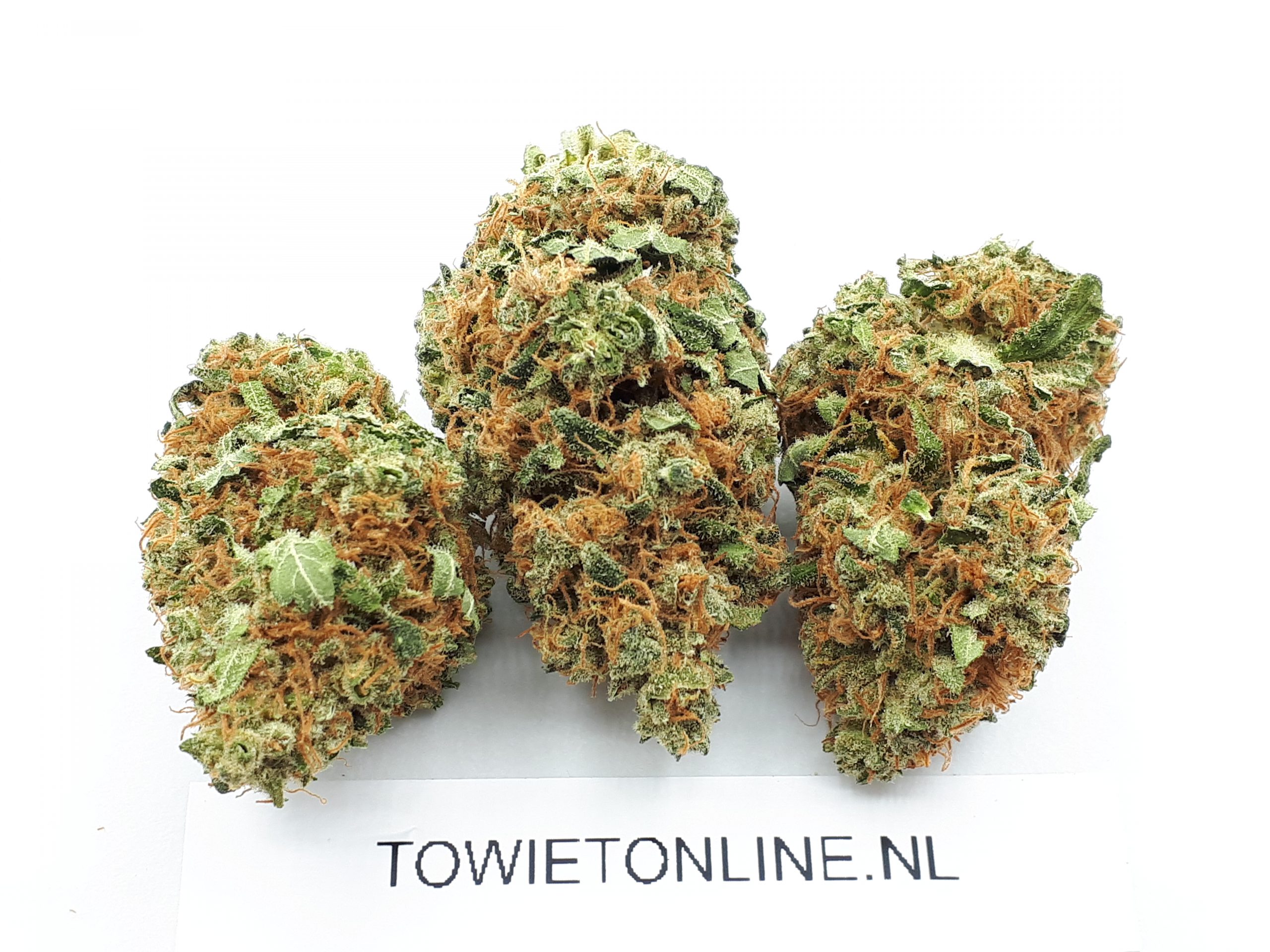 Blue Widow - Afbeelding 4