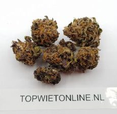 Purple Kush