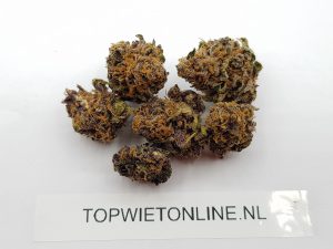 Purple Kush
