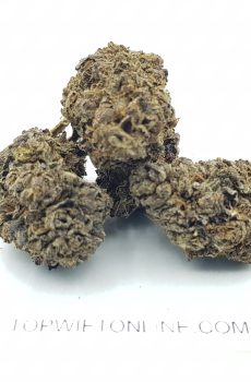 BLACK HAZE